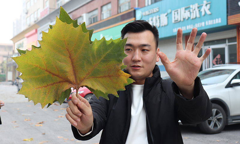 純電動(dòng)樹葉收集車,秋季梧桐落葉收集轉(zhuǎn)運(yùn)終結(jié)者