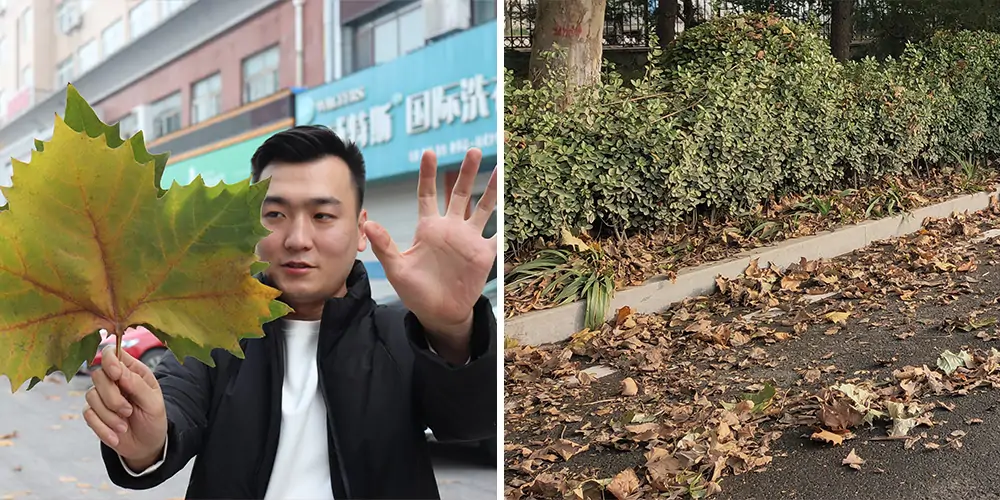 純電動樹葉收集車 純電動樹葉收集車