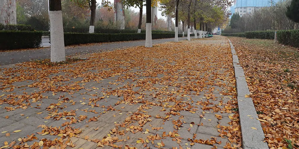 吸樹葉的神器 吸樹葉的神器