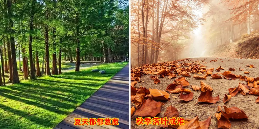 電動樹葉收集車_多功能樹葉收集車_吸樹葉的機器_樹葉粉碎收集一體車 電動樹葉收集車_多功能樹葉收集車_吸樹葉的機器_樹葉粉碎收集一體車